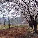 침벽공원 Daum카페