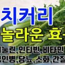 치커리 효능 12가지 및 안좋은점 이미지