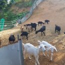 태성농장1 이미지