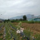 GS25약목복성점 이미지