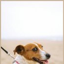 잠실베스트동물메디컬센터 | 잠실 노령묘 건강검진 신장과 심장 꼼꼼하게 살펴봤어요