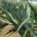 알로에(ALOE)
