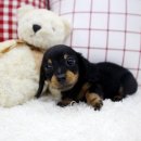 사랑애견샵 이미지