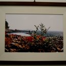 들꽃사랑 이미지