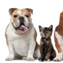 퍼스트동물병원 이미지