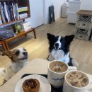 응암애견 이미지