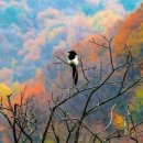 솔베이지 이미지