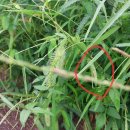 거자필반...반 이미지