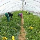 동팔이네 이미지