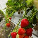 사갑1길 이미지