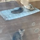 익산 고양이카페 아이캣유 이미지