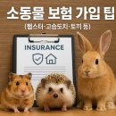 마이펫동물약국 | 소동물 보험 가입 불가? 햄스터·토끼 의료비 대비 현실적 방법