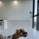 유앤퍼피 이미지