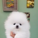 펫피플뉴코아