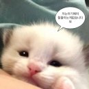 [일본 오타쿠 투어] 도쿄 디즈니씨 | 티켓/DPA/어트랙션 추천/우천/퍼레이드/불꽃놀이/후기