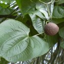 동의보감해독한의원 이미지