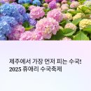 복지개화충전소 | 제주에서 가장 먼저 피는 수국! 2025 휴애리 수국축제
