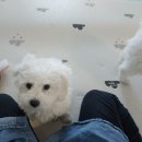 메리 동물병원 이미지