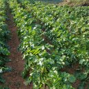 향남농장 이미지