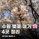 경기도 수원시 팔달구 월드컵로297번길 | 수원 벚꽃 명소 4곳 총정리 (2026 개화시기) 사진 잘 나오는 곳 TOP4