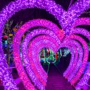 싱그러운청도로(봄) 이미지