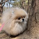 인천공항호텔 | ​인천공항애견호텔독독후기 | 산책 거부하던 7살 포메 루나의 변화