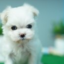 애견명가 이미지