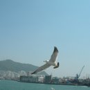 부산갈매기 이미지
