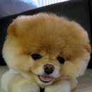 요즘 가장 인기있는 강아지 이미지