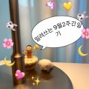 포토덤프 시즌2-2: 9월2주간 일기(타코, 바리스타룰스 디카페인라떼, 데이식스 공중파 첫 1위!)