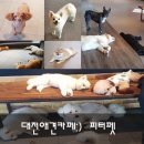 (주)피터펫 이미지