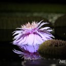 크루지아나 이미지