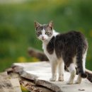 부산경상대학교 반려견유치원 이미지