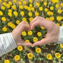 오성산단 내부도로 | [평택] 평택농업생태공원 튤립 축제 미리보기 💗 (26.04.12, 주차, 먹거리)