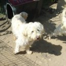 초롱이네 이미지