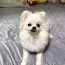 누렁이도 찰스로 이미지