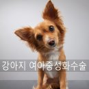 강아지내담