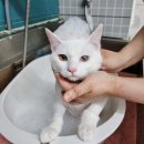 러브펫살롱 이미지