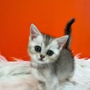 천안 강아지분양 고양이분양 파밀리에드마스코타 신불당본점 | 천안고양이분양 파밀리에드마스코타 브리티쉬숏헤어, 롱헤어?