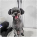 오키독키 | 1인원장맞춤케어샵 오키독키 미용 후 더욱 빛나는 우리 아이