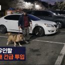 대전오월드 탈출한 늑구 찾으러 나온 암컷 늑대. 이미지