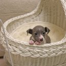 화이트 퍼피 켄넬 이미지