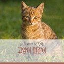 한사랑동물병원 이미지