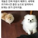 마음이 이쁜 강아지들 이미지