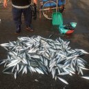 정치망민박 이미지