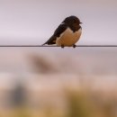 단골손님 이미지