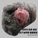 늘푸른외과 이미지