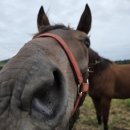 부경목장 이미지