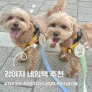 자수 | 반려견산책 필수템! 강아지네임택 자수꼬미 후기