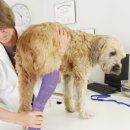 논현동물병원 이미지